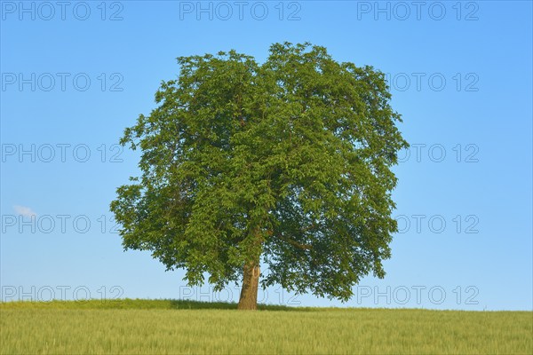A single walnut tree (Juglans regia), standing in a cornfield, under a clear blue sky, summer,
