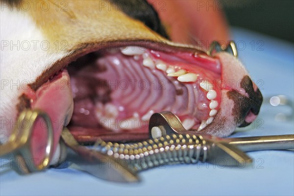 Extraction of a denscaninus Removal of a milk canine Jack Russell Terrier, lockjaw
