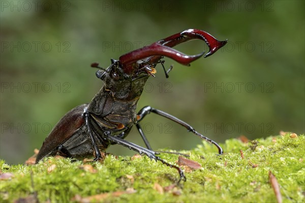 Stag beetle (Lucanus cervus), horned beetle, fire beetle, male with large mandibles, upper jaw,