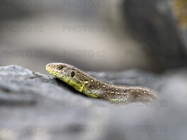 Sand lizard (Lacerta agilis), female on a stone, Wetzlar, Hesse, Germany, Europe