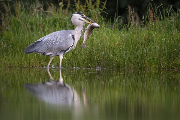 Grey heron (Ardea cinerea) with fish as prey, Aviemore, Scotland, Great Britain