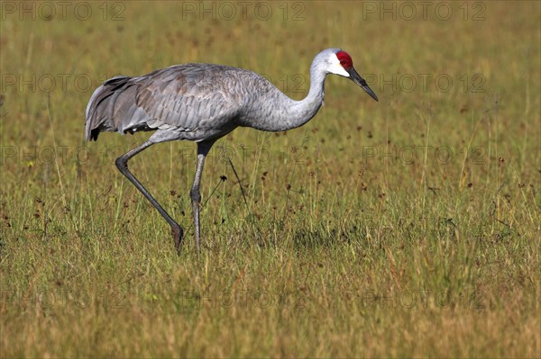 Sandhill crane (Grus canadensis), Venice Landfill, Venice, Florida, USA, North America