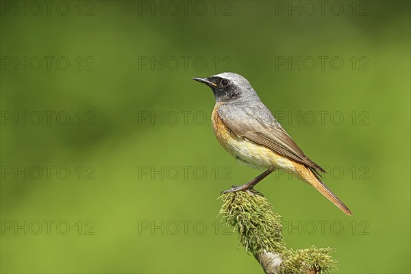 Redstart (Phoenicurus phoenicurus), Bird of the Year 2025, male on mossy branch, songbird,