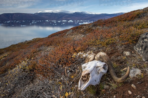 Bleached skull of a musk ox in autumnal arctic landscape, Kong Oscar Fjord, Northeast Greenland