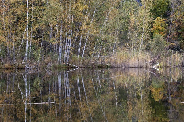Birches (Betula), autumn colours, autumn coloured trees are reflected in the water of the moor