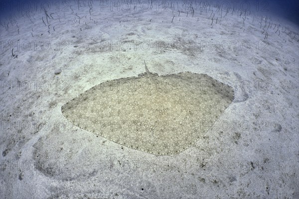 A butterfly ray (Gymnura altavela) rests on a sandy bottom in a clear blue sea. Dive site Cueva de