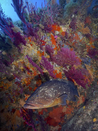 A Dusky Grouper (Epinephelus marginatus) (Mycteroperca marginatus) in a colourful coral reef under