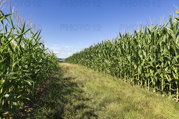 Symbolic image, renewable energies, maize plants, biogas plant, feed maize, maize cobs, immature,