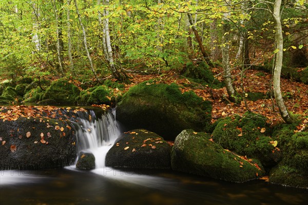 Stream in autumn, Kleine Ohe, Bavarian Forest National Park, Bavaria, Germany, Europe