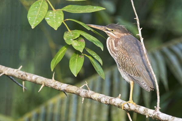 Mangrove heron (Butorides striata), juvenile, Tortuguero National Park, Costa Rica, Central America