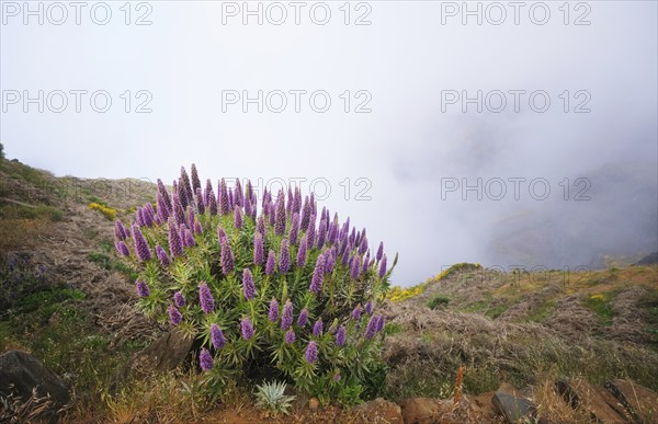 View near Pico do Arieiro of mountains in clouds with Pride of Madeira flowers and blooming Cytisus