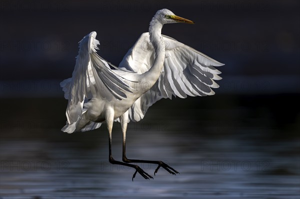 Great White Egret, (Ardea cinerea), landing in the shallows of a fish pond, Lusatia, Saxony