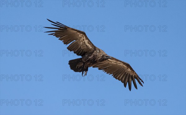 White-backed vulture (Gyps africanus) in flight against a blue sky, Etosha National Park, Namibia,