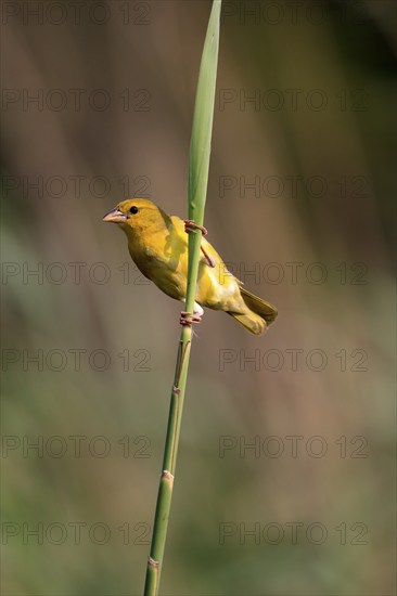 Eastern golden weaver (Ploceus subaureus), adult, female, auto-waiting, alert, Saint Lucia Estuary,