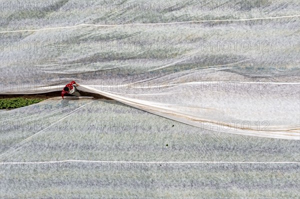 Potato field, fleece cover is removed, the fleece is intended to protect against weather