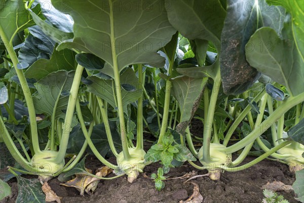 Field with kohlrabi plants, kohlrabi tubers, North Rhine-Westphalia, Germany, Europe