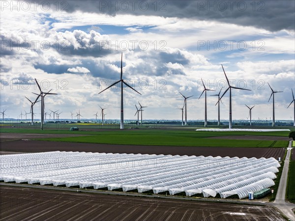 Agriculture, large areas with foil tunnel, for the cultivation of strawberries, freshly cultivated