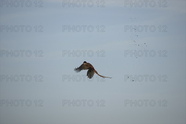 Pheasant (Phasianus colchicus) is hit by shotgun pellets during flight so that the feathers fly,