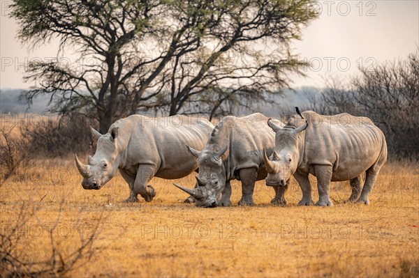 Southern white rhinoceros (Ceratotherium simum simum), three rhinos in the evening light, Khama