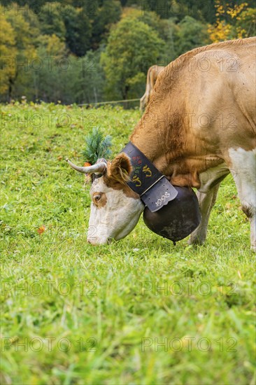 Cow on a green meadow with traditional bell and decorated horns, Lauterbrunnen, Switzerland, Europe