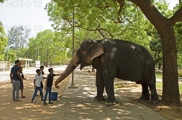 Sri Lankan children stroke the temple elephant in the Buddhist temple Ruhunu Maha Kataragama