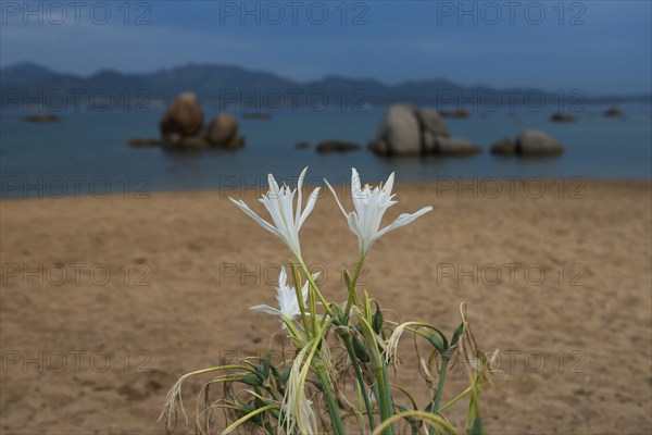 Dune daffodil, Pancratium maritimum, beach lily, lonely beach with granite rocks, sunrise, Spiaggia
