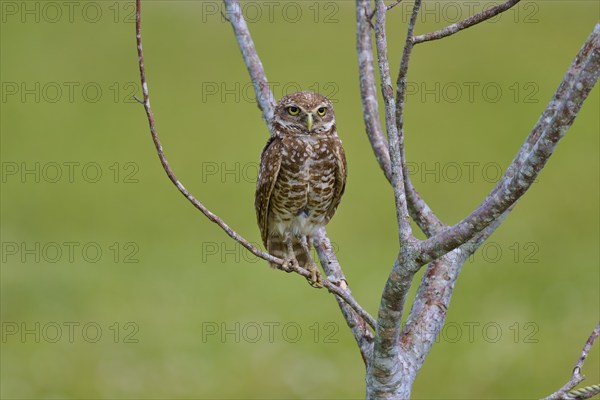 Burrowing owl (Speotyto cunicularia), sitting on a branch and observing the surroundings, Pembroke