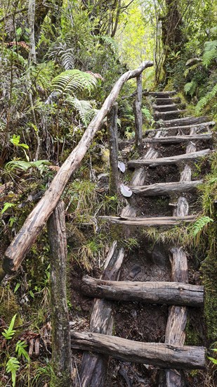 Wooden path in Pumalin National Park, carretera austral, Patagonia, Chile, South America