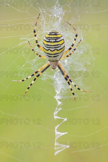 Wasp spider (Argiope bruennichi), also known as zebra spider or tiger spider in a web, Aschendorfer