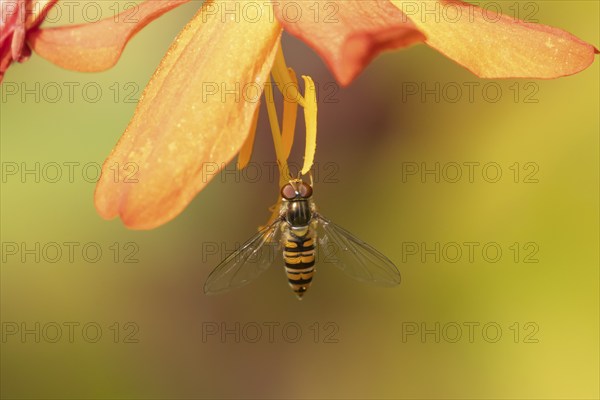 Common hoverfly (Eupeodes corollae) adult insect on an orange garden Crocosmia flower, Suffolk,