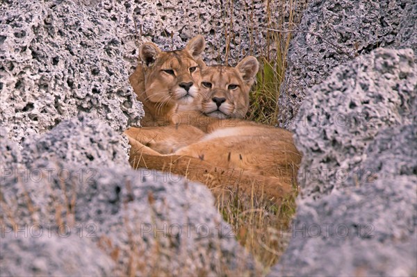 Female Cougar foraging, South America, Chile, Torres del Peine NP, Felis concolar patagonia, Torres