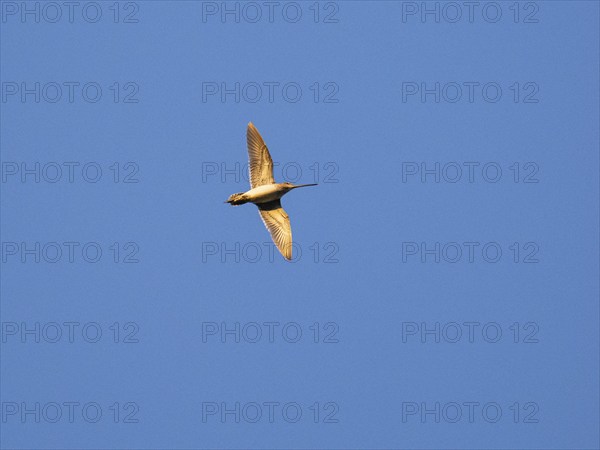 Common Snipe (Gallinago gallinago) in drumming display flight over breeding ground, three hours