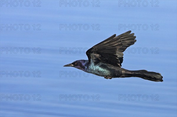Boat-tailed grackle, (Quiscalus major), Joe Overstreet Landing, Osceola County, Florida, USA, North