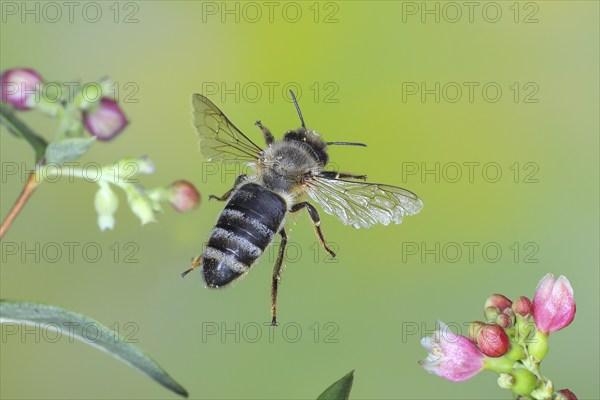 European honey bee (Apis mellifera) bee in flight, between the flowers of the common snowberry