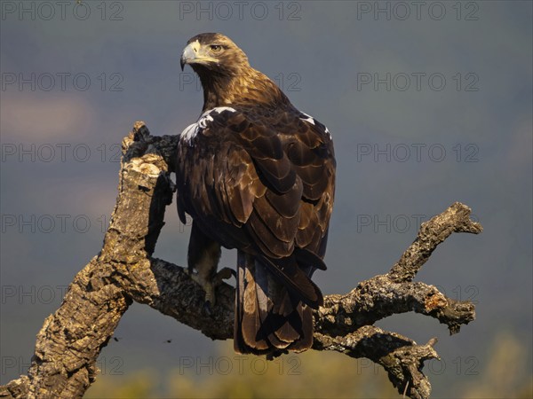Spanish imperial eagle (Aquila adalberti), El Millaron Imperial Eagle Hid, Salorino, Extremadura