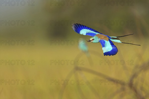 Abyssinian roller (Coracias abyssinica), Kuntaur rice fields, Kuntaur, South Bank, Gambia, Africa