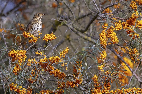 Song thrush (Turdus philomelos), Heligoland Island, Schleswig-Holstein, Federal Republic of Germany