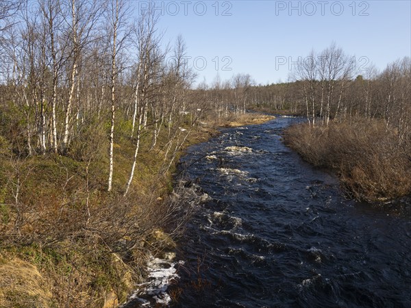 River flowing through Hairy Birch woodland (Betula pubescens), beside Pokka, May, Finnish Lapland