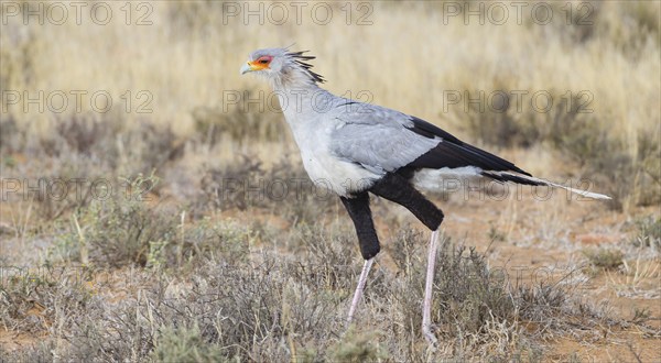 Secretary bird (Sagittarius serpentarius), S, Mountain Zebra National Park, Cradock, Western Cape,