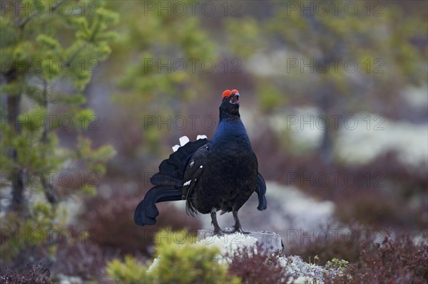 Black grouse, courtship behaviour, (Lyrrus tetrix), Hamra, Hamra, Sweden, Europe