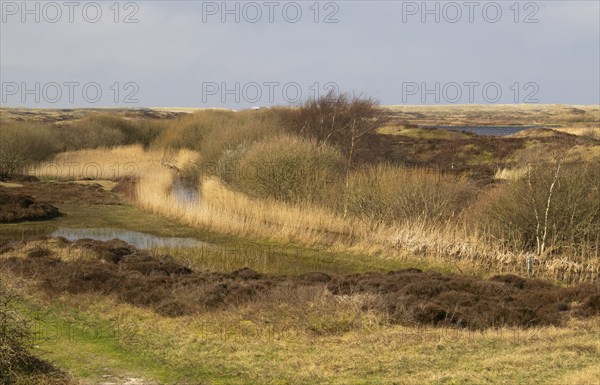 Natural waterways and lakes between sand dunes in nature park de Bollekammer, fringed with reeds