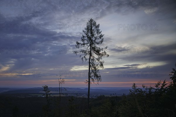 Symbolic photo on the subject of forest dieback. Bare trees at dawn on an area infested by the bark