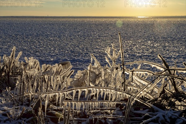 Harrison Twp, Michigan, Ice coated vegetation on the shore of Lake St Clair after a heavy rainstorm