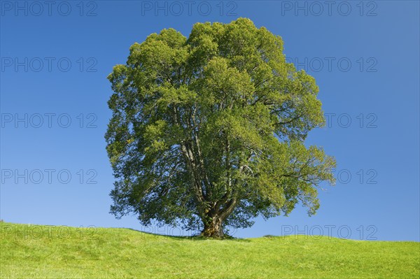 Large lime tree in Oberägeri, Canton Zug, Switzerland, Europe