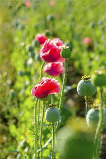 Poppy, (Papaver somniferum), poppy field, Waldviertel grey poppy, poppy village Armschlag,