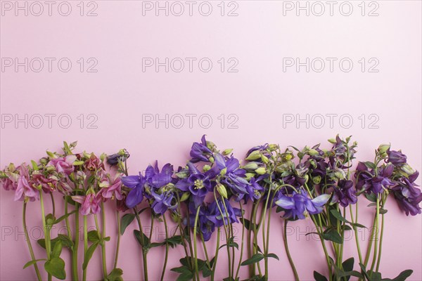 Pink and purple columbine flowers on pastel pink background. Morninig, spring, fashion composition.