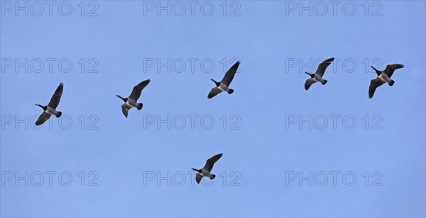 Flock of Barnacle Geese (Branta leucopsis), Goldhöft, Geltinger Birk, Gelting, Schleswig-Holstein,