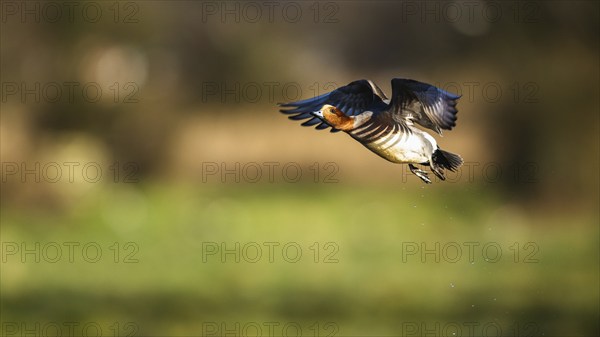 Eurasian Wigeon, (Mareca penelope) male in flight over marshes