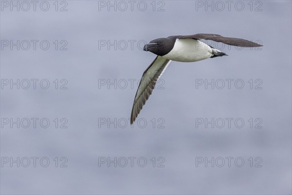 Razorbill (Alca torda), flies, Grimsey Island, Iceland, Europe