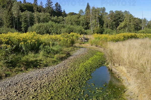 Arnsberg Forest, forest stream dried out by extreme heat and drought, goldenrod (Solidago) on the